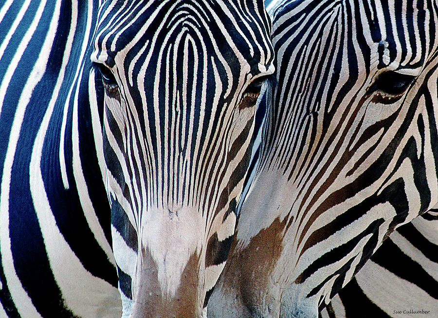 Zebra Pattern Photograph by Sue Cullumber