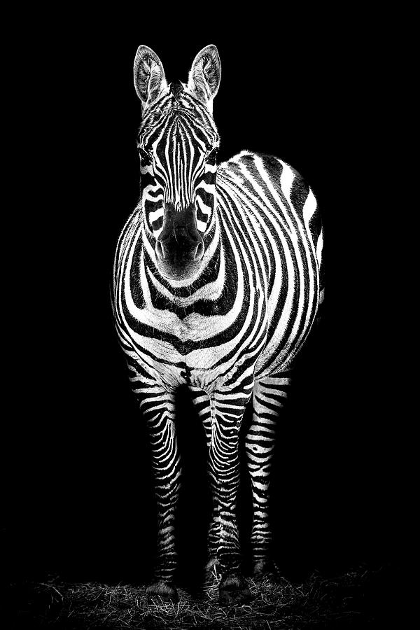 Wildlife Photograph - Zebra by Paul Neville