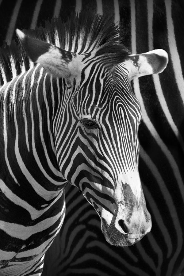 Zebra Photograph with Zebra patterned Background Photograph by Randall Nyhof