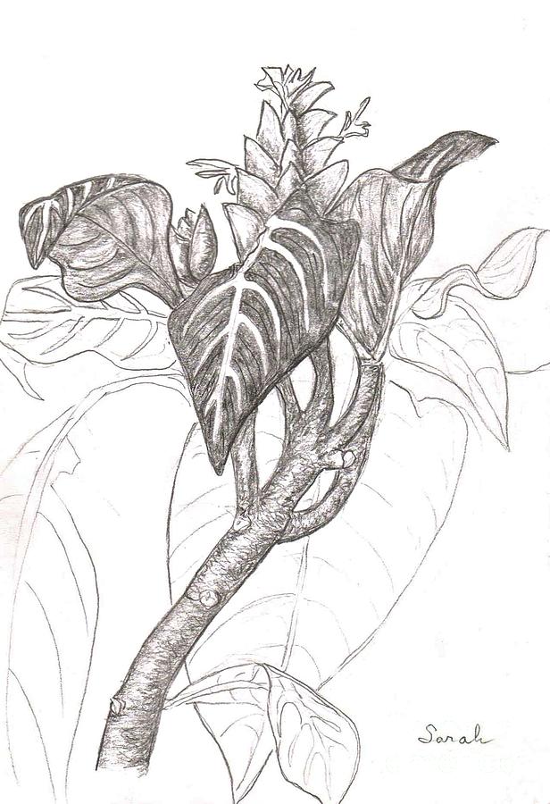 Nature Drawing - Zebra Plant by Sarah Loft