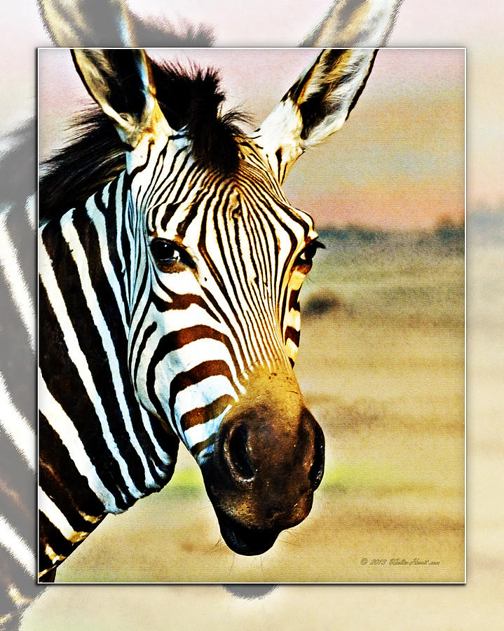 Zebra Portrait 2 Photograph