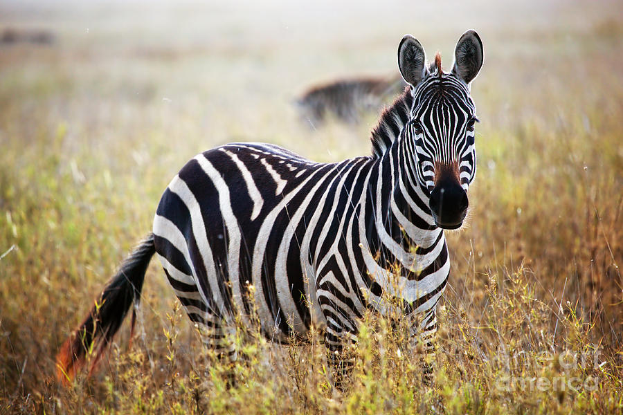 Wildlife Photograph - Zebra portrait on African savanna. by Michal Bednarek