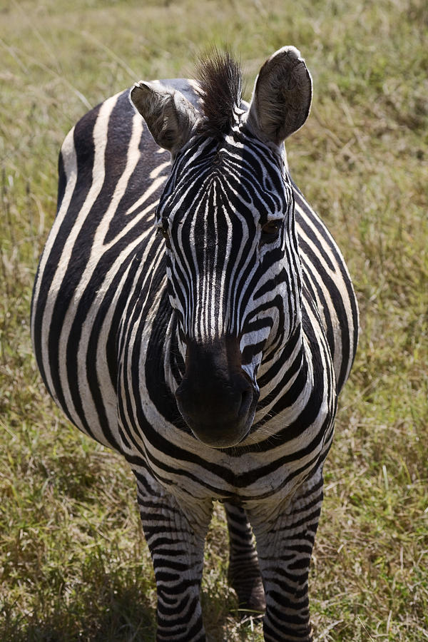 Zebra Portrait Photograph by Sally Weigand
