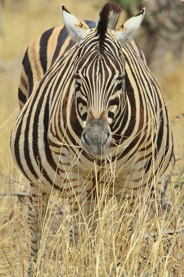 Zebra Pregnant Mare Photograph by Andries Alberts Fine Art America