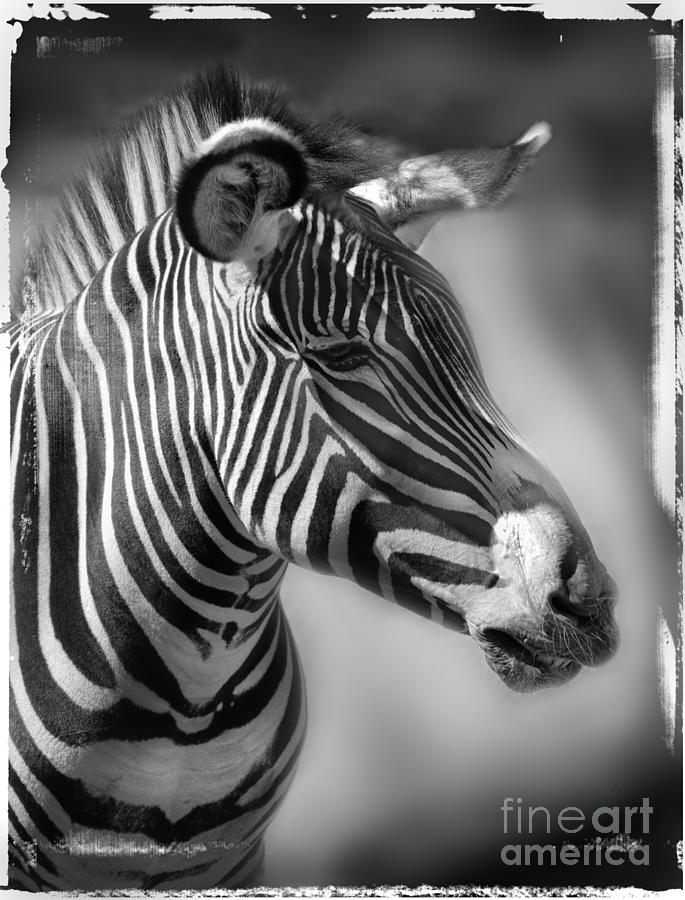 Zebra Profile in Black and White Photograph by Jill Battaglia