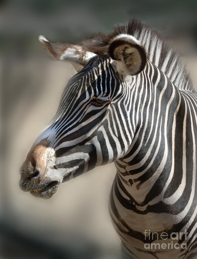 Zebra Profile Photograph by Jill Battaglia