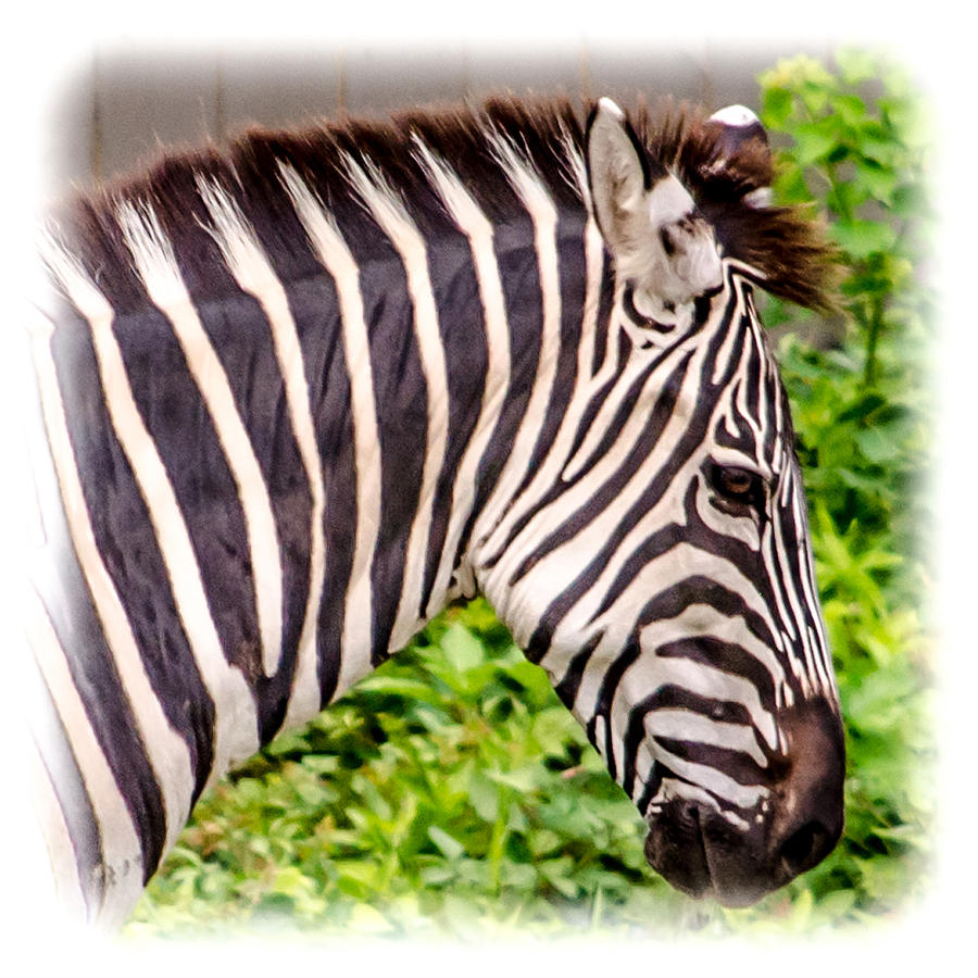 Wildlife Photograph - Zebra profile by Renee Barnes