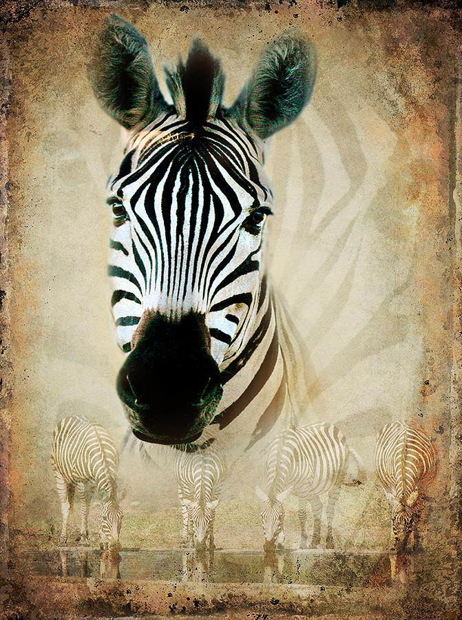 Zebra Profile Photograph