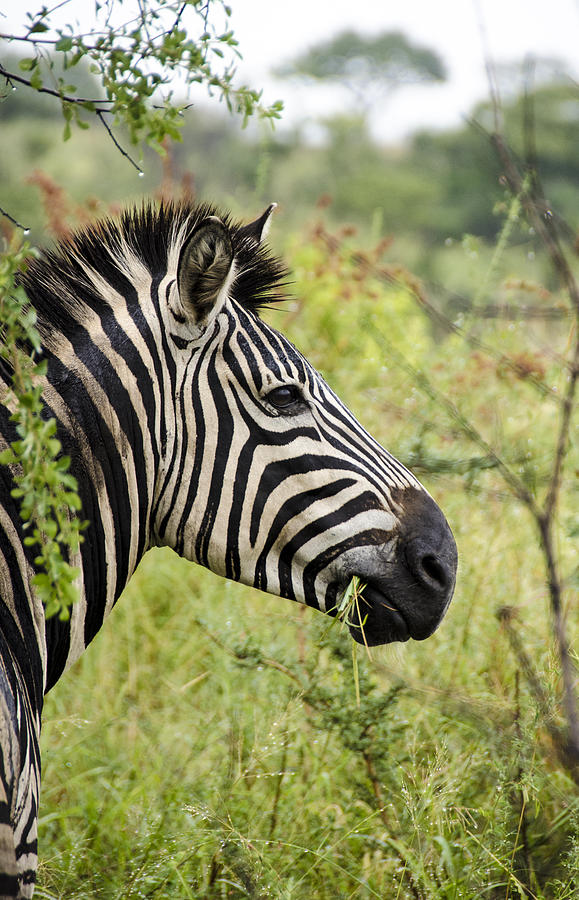 Zebra Profile Photograph By Ryan Scatenato