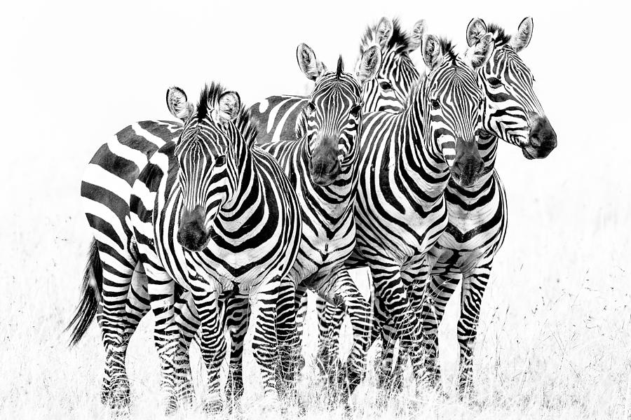 Black And White Photograph - Zebra Quintet by Mike Gaudaur