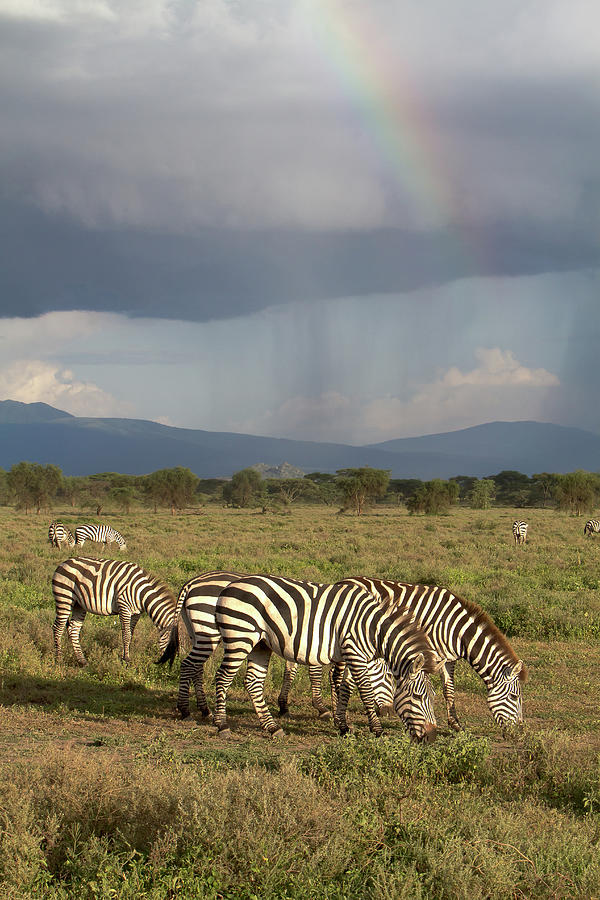 Zebra Rainbow Photograph by Thomas Retterath