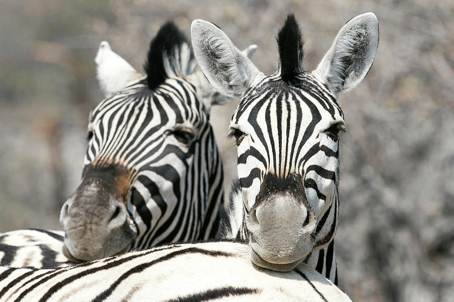 Zebra Resting Photograph by Dr P. Marazzi/science Photo Library