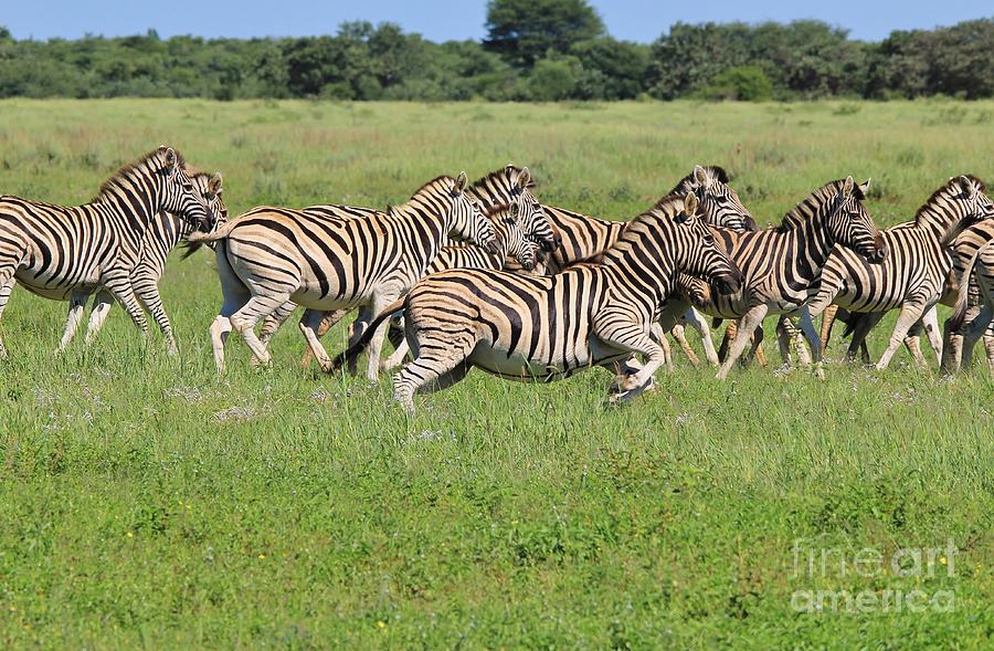 Zebra Run Photograph by Andries Alberts - Fine Art America