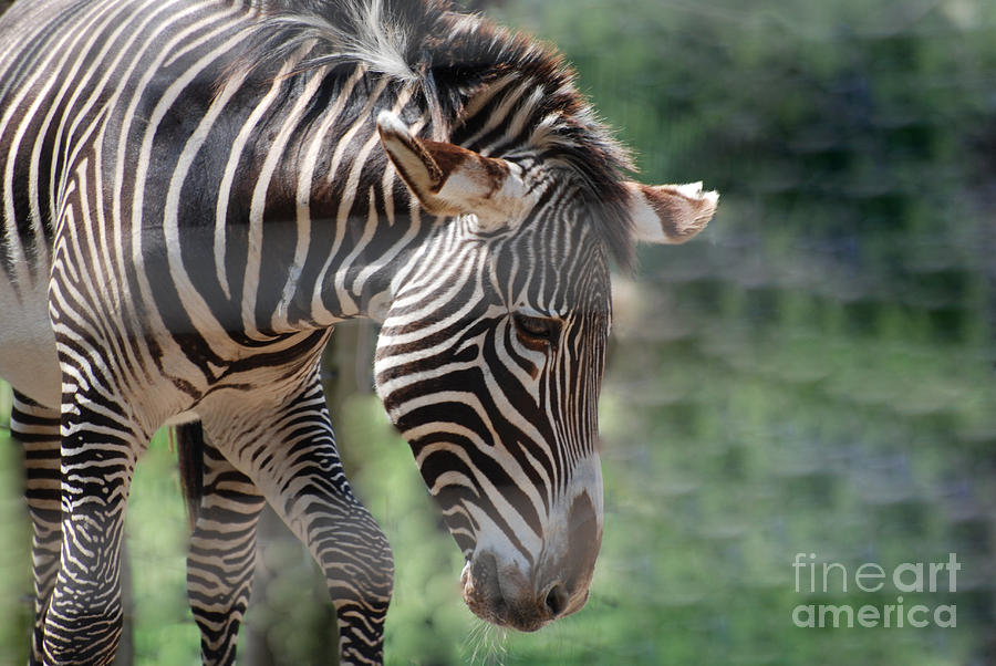 Zebra Safari Photograph by DejaVu Designs
