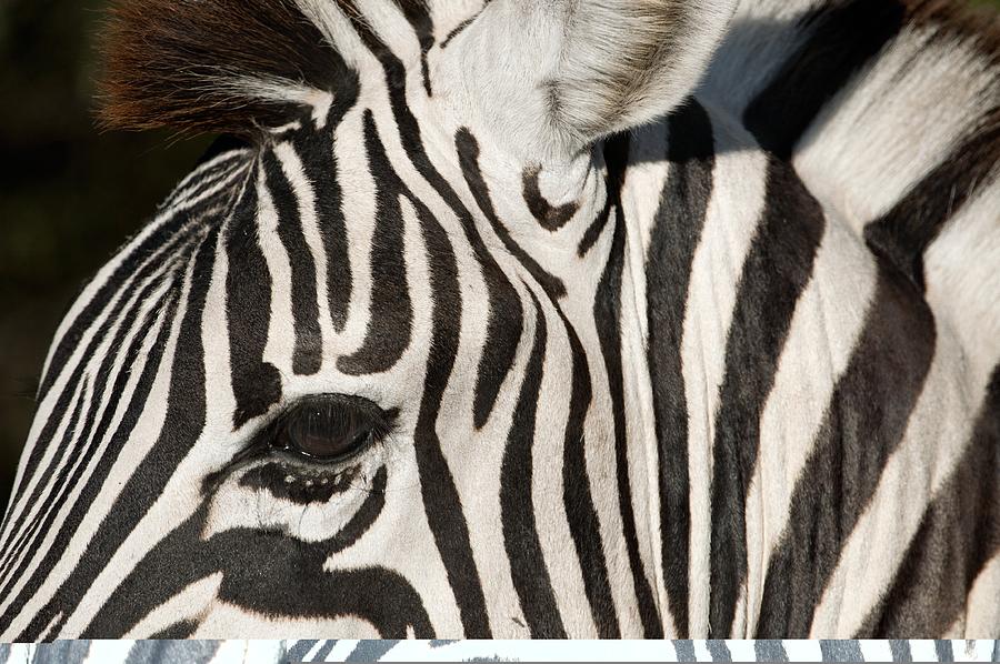 Zebra Photograph by Science Photo Library