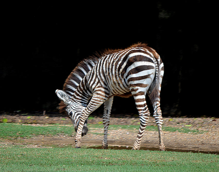 Zebra Scratch Photograph by Maggy Marsh
