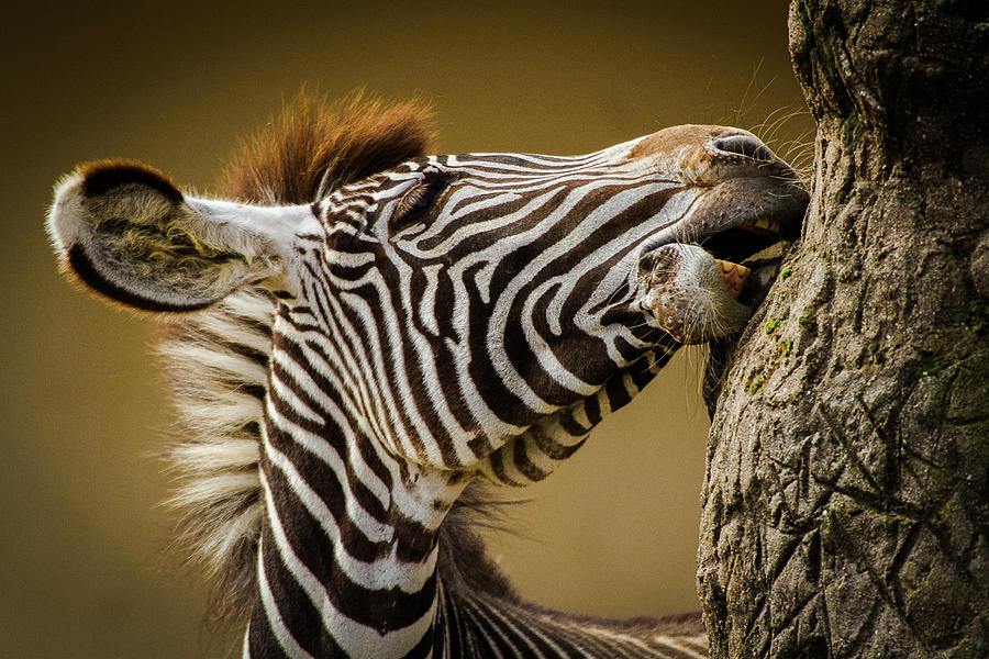 Zebra Photograph - Zebra by Silvia Geiger