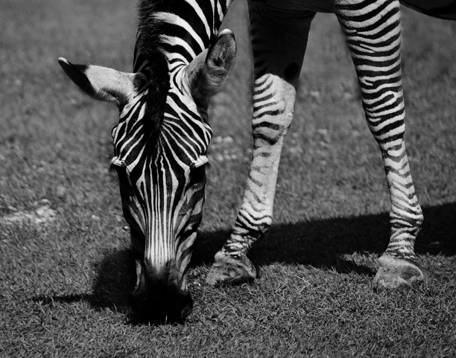 Zebra Simple Photograph by Maggy Marsh