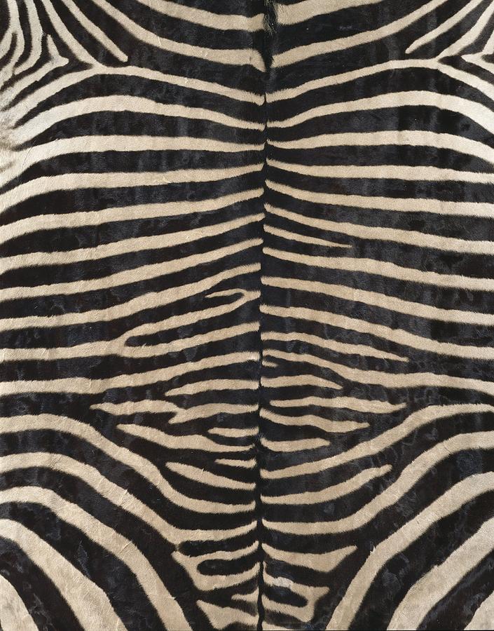 Black And White Photograph - Zebra skin by Science Photo Library