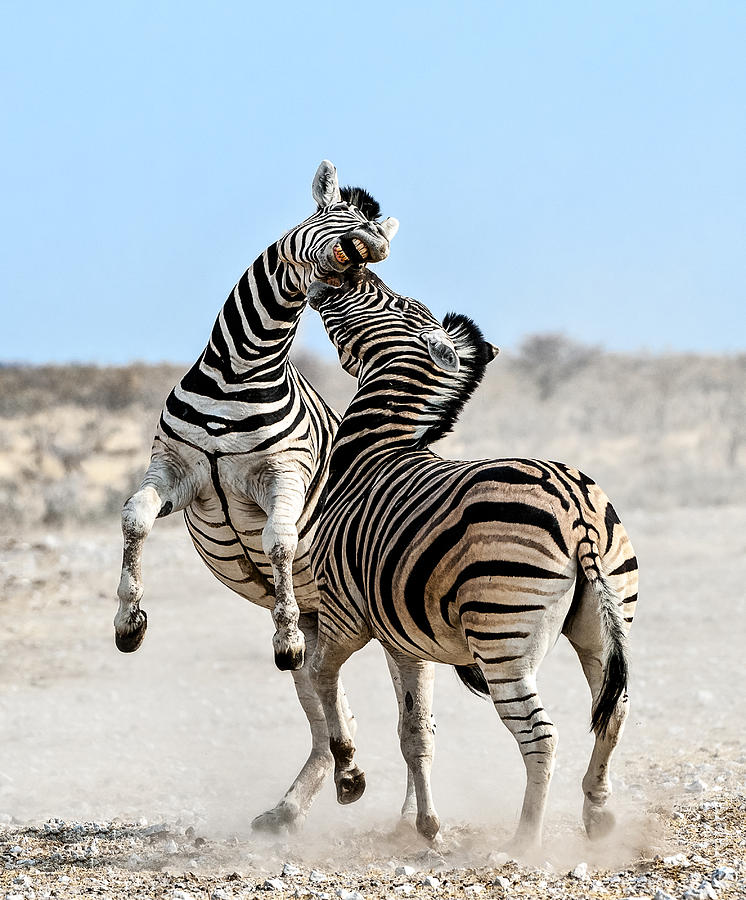 Zebra Stallions Fighting In Etosha Np Photograph by Peter Delaney