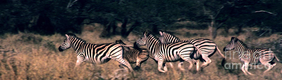 Zebra Photograph - Zebra Stampede by Charlie Russell