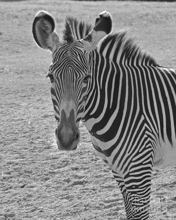 Zebra Stare Photograph by Carol  Bradley
