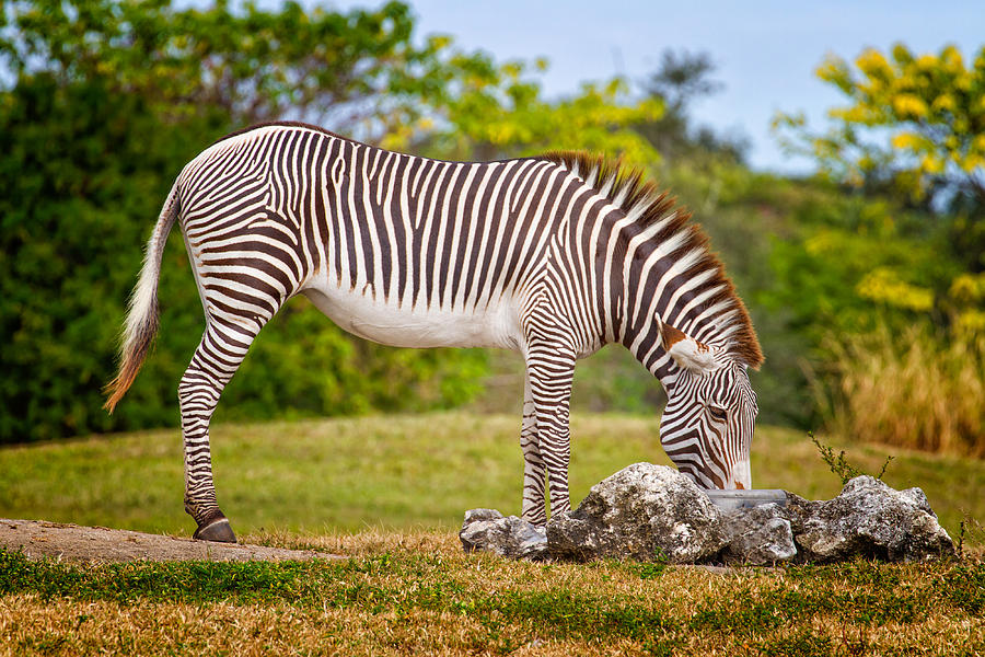 Wildlife Photograph - Zebra  by Stephanie Hayes