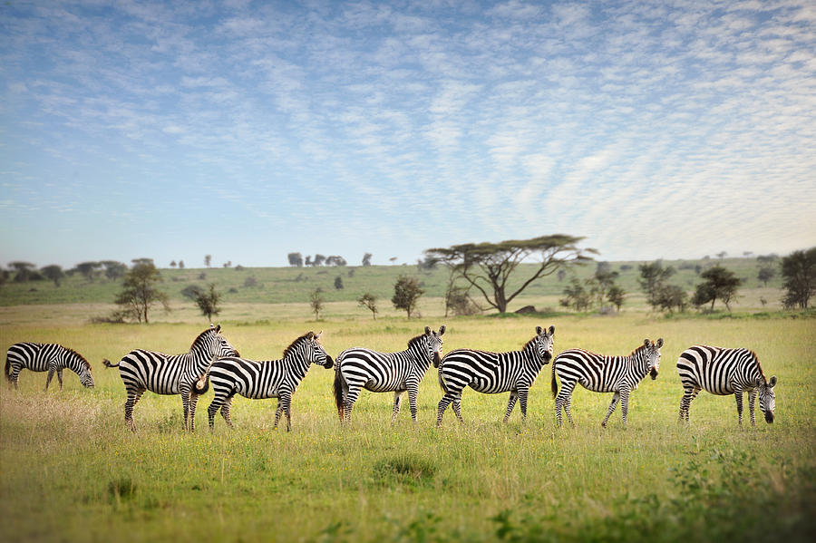 Zebra Stripes 2 Photograph by David Lazar