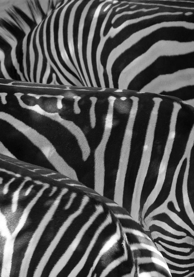 Zebra stripes Photograph by Carolyn DAlessandro