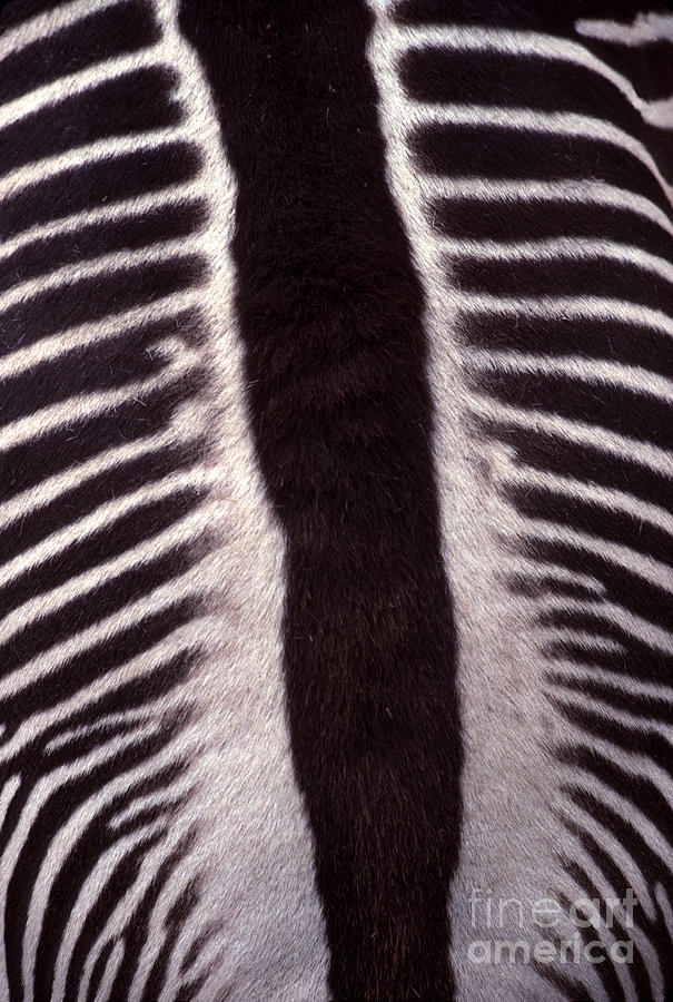 Zebra Photograph - Zebra Stripes Closeup by Anna Lisa Yoder