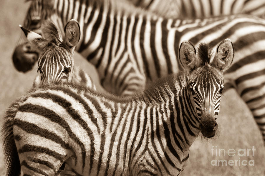 Zebra Stripes Galore Photograph by Chris Scroggins