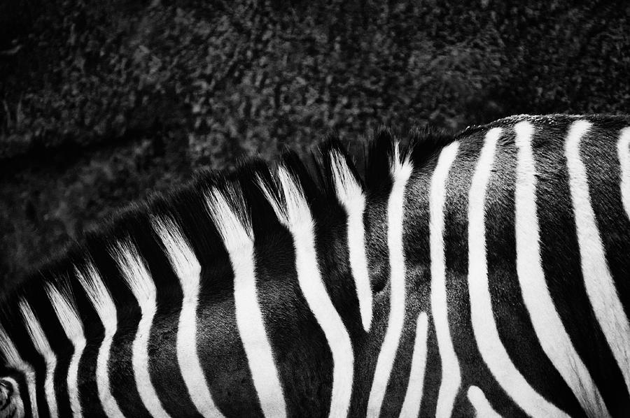 Zebra Stripes Photograph by Joan Herwig