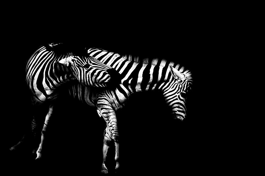 Zebra Photograph - Zebra Stripes by Martin Newman
