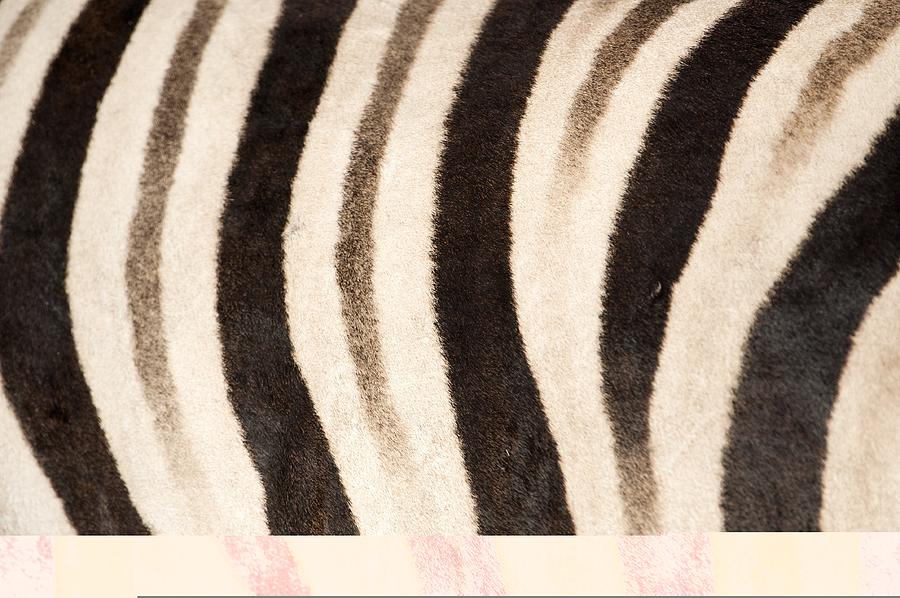 Zebra stripes Photograph by Science Photo Library