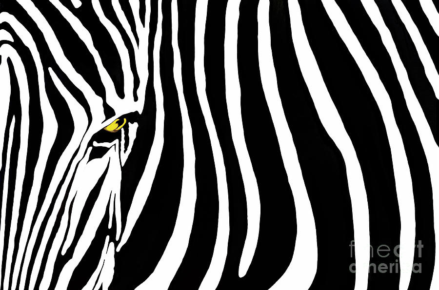Black And White Photograph - Zebra Stripes Two gfx by Dan Holm