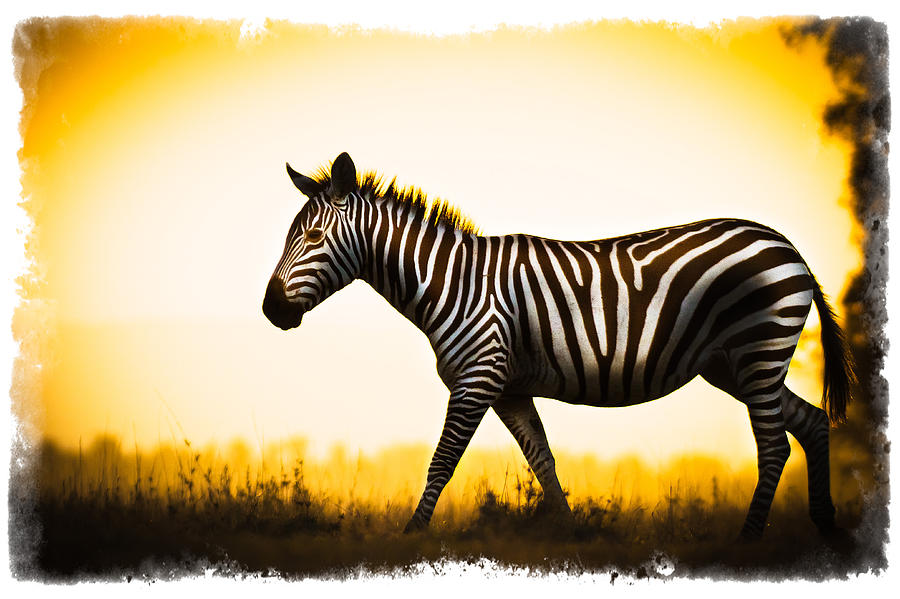 Zebra Sunset Photograph by Mike Gaudaur