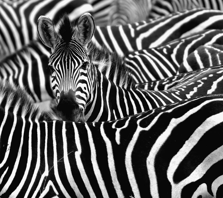 Zebra Surrounded With Black And White Photograph by Chantal