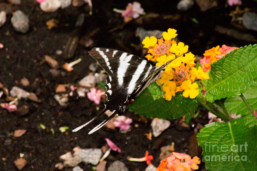 Zebra Swallowtail Photograph by Angela DeFrias
