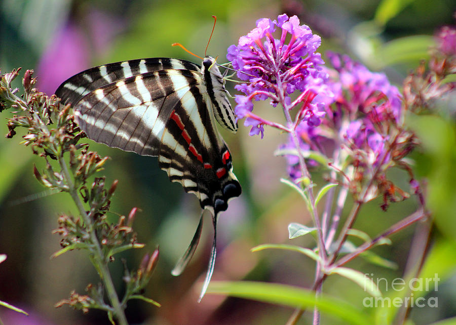 Zebra Swallowtail Butterfly at Butterfly Bush Photograph by Karen Adams ...