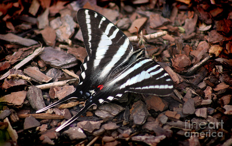 Zebra Swallowtail Butterfly Photograph by Karen Adams