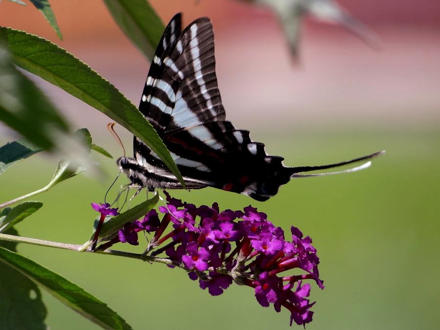 Zebra Swallowtail Butterfly Photograph by Keith Stokes
