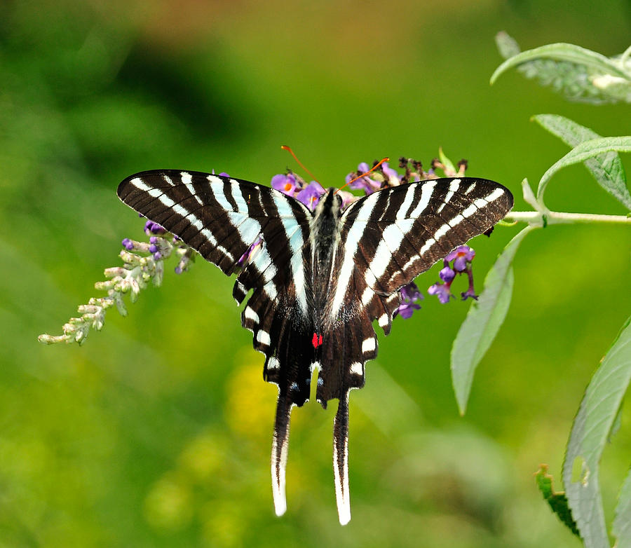 Zebra Swallowtail Butterfly Photograph by Lara Ellis