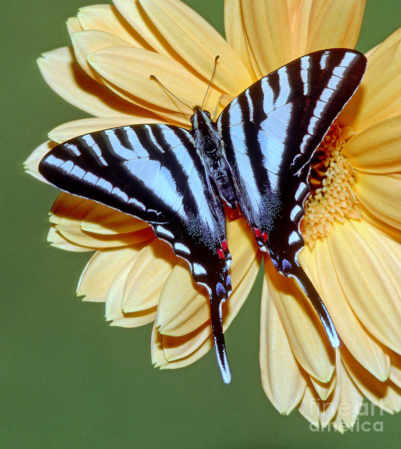 Zebra Swallowtail Butterfly Photograph by Millard H. Sharp