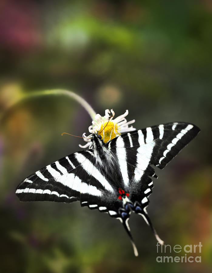 Butterfly Photograph - Zebra Swallowtail Butterfly On A Flower by Brandon Alms