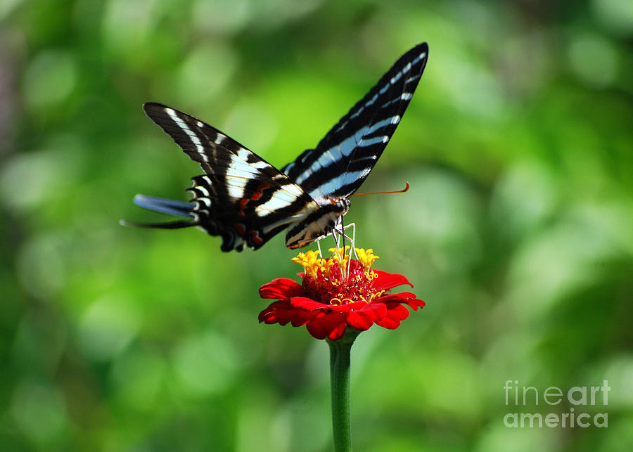 Zebra Swallowtail Butterfly on a Red Zinnia Photograph by Catherine Sherman