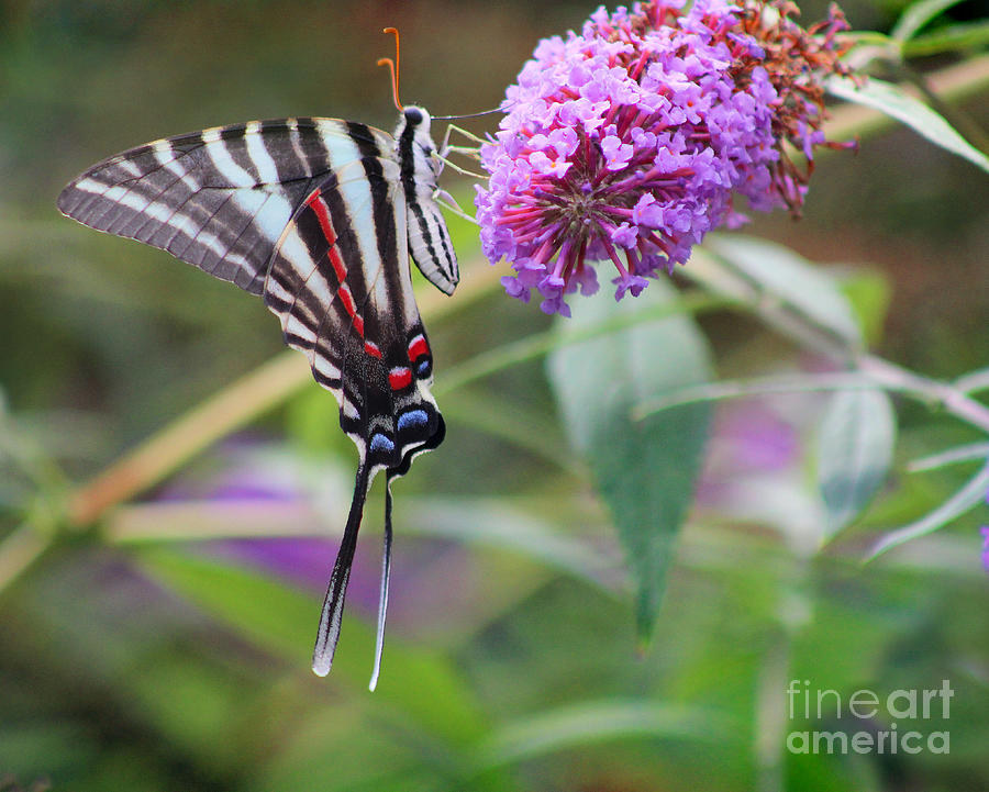 Zebra Swallowtail Butterfly on Butterfly Bush  Photograph by Karen Adams