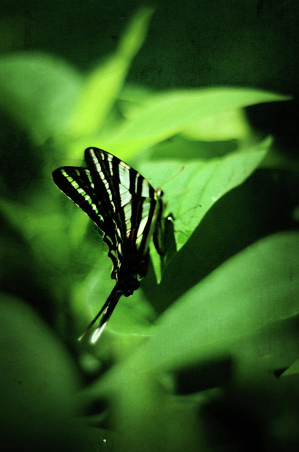 Zebra Swallowtail Butterfly Photograph by Rebecca Sherman