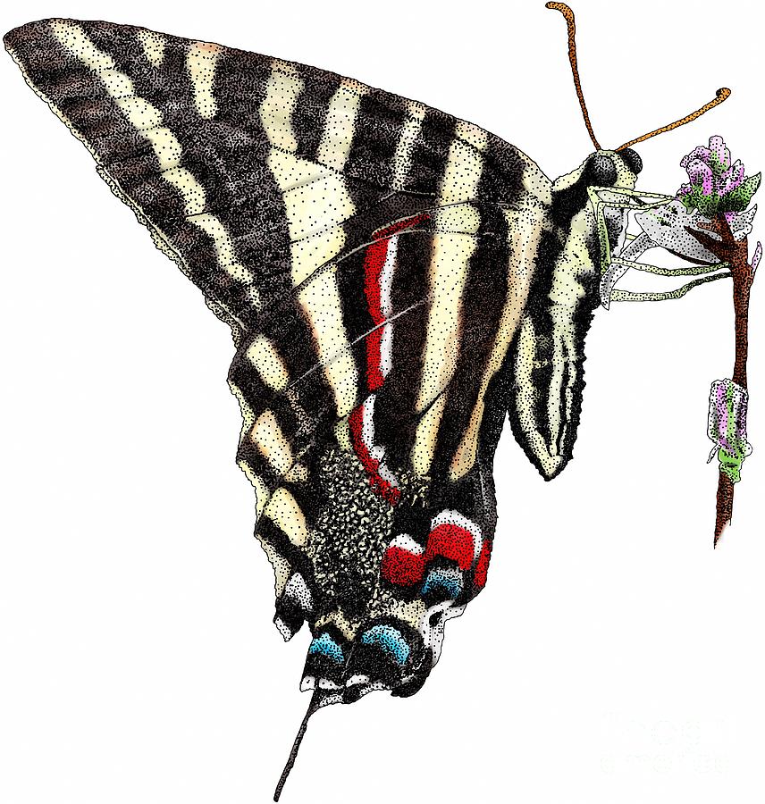 Zebra Swallowtail Butterfly Photograph by Roger Hall