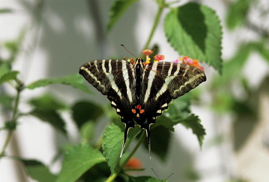 Zebra Swallowtail Butterfly Photograph by Sally Mccrae Kuyper/science Photo Library