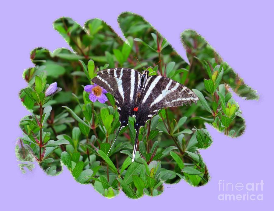 Zebra Swallowtail Butterfly Photograph by Scott Cameron